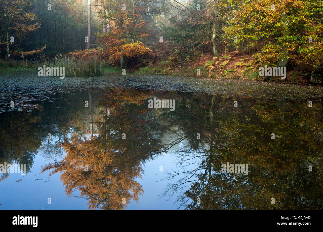 Herbstliche Farben und Tönungen von Bäumen Reflexionen auf Horsepasture Pool auf Cannock Chase Bereich der hervorragenden natürlichen Schönheit Staffordshir Stockfoto