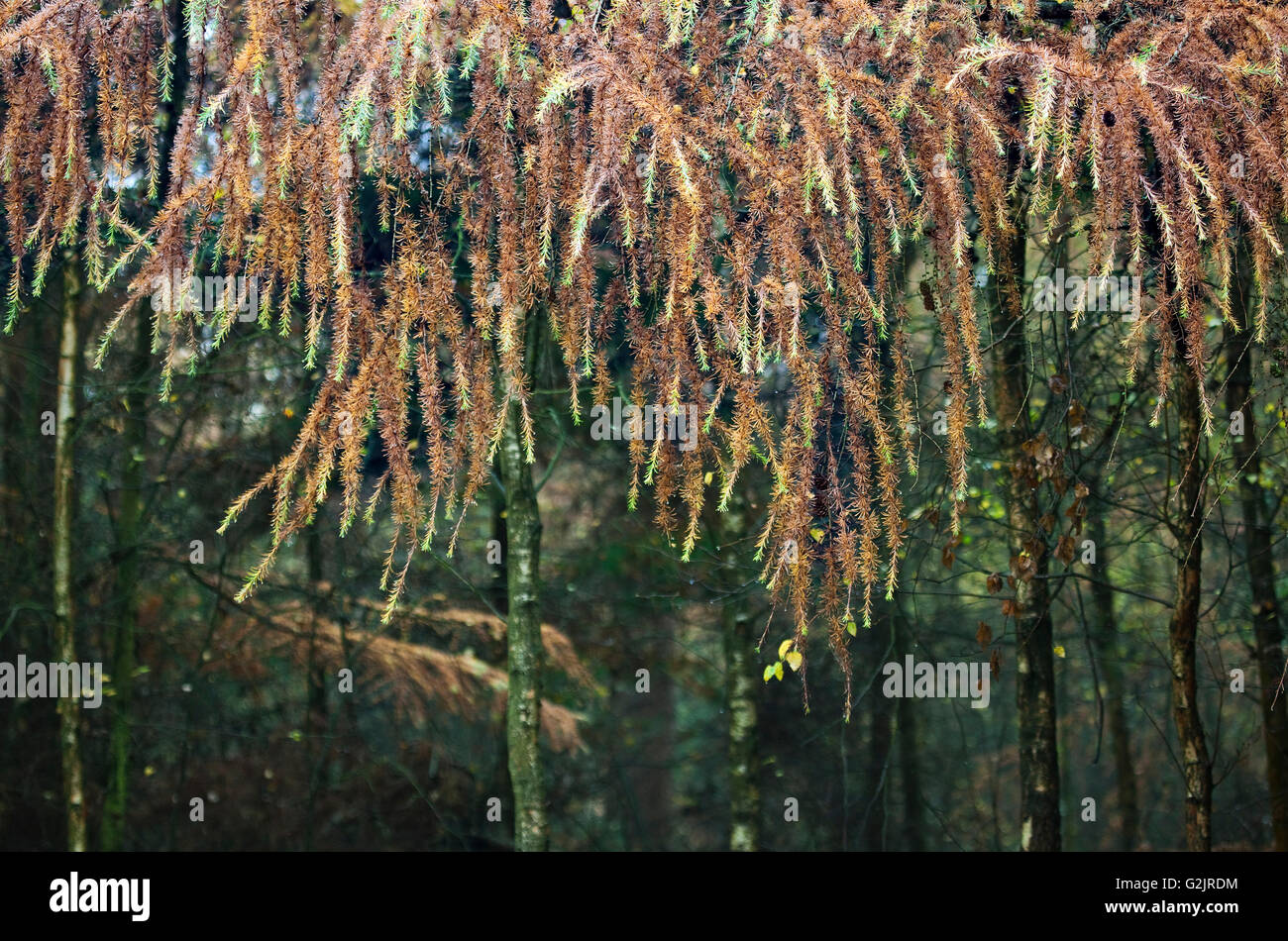 Hängenden Ast Lärche und Blätter im Herbst Cannock Chase Bereich der hervorragenden natürlichen Schönheit Staffordshire Stockfoto