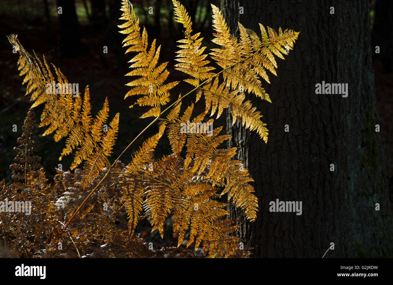 Wilde Farne atemberaubende goldene Wedel Gegenlicht im Herbst Cannock Chase Bereich der hervorragenden natürlichen Schönheit Staffordshire Stockfoto