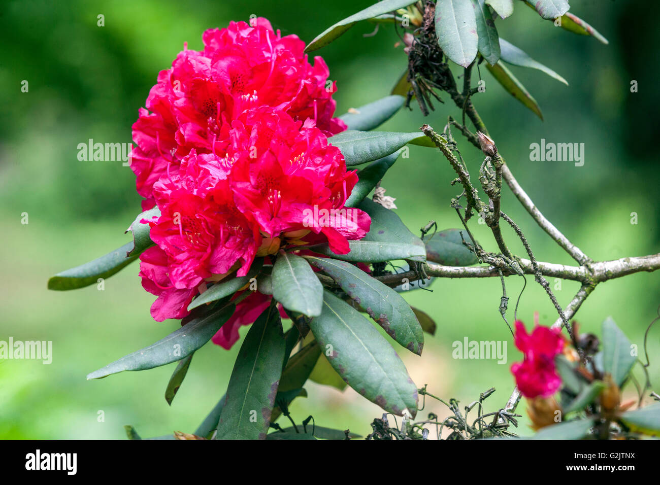 Rhodendron 'Vilem Heckel', roter Rhodendrongarten, blühende Strauchrote Blumen Stockfoto