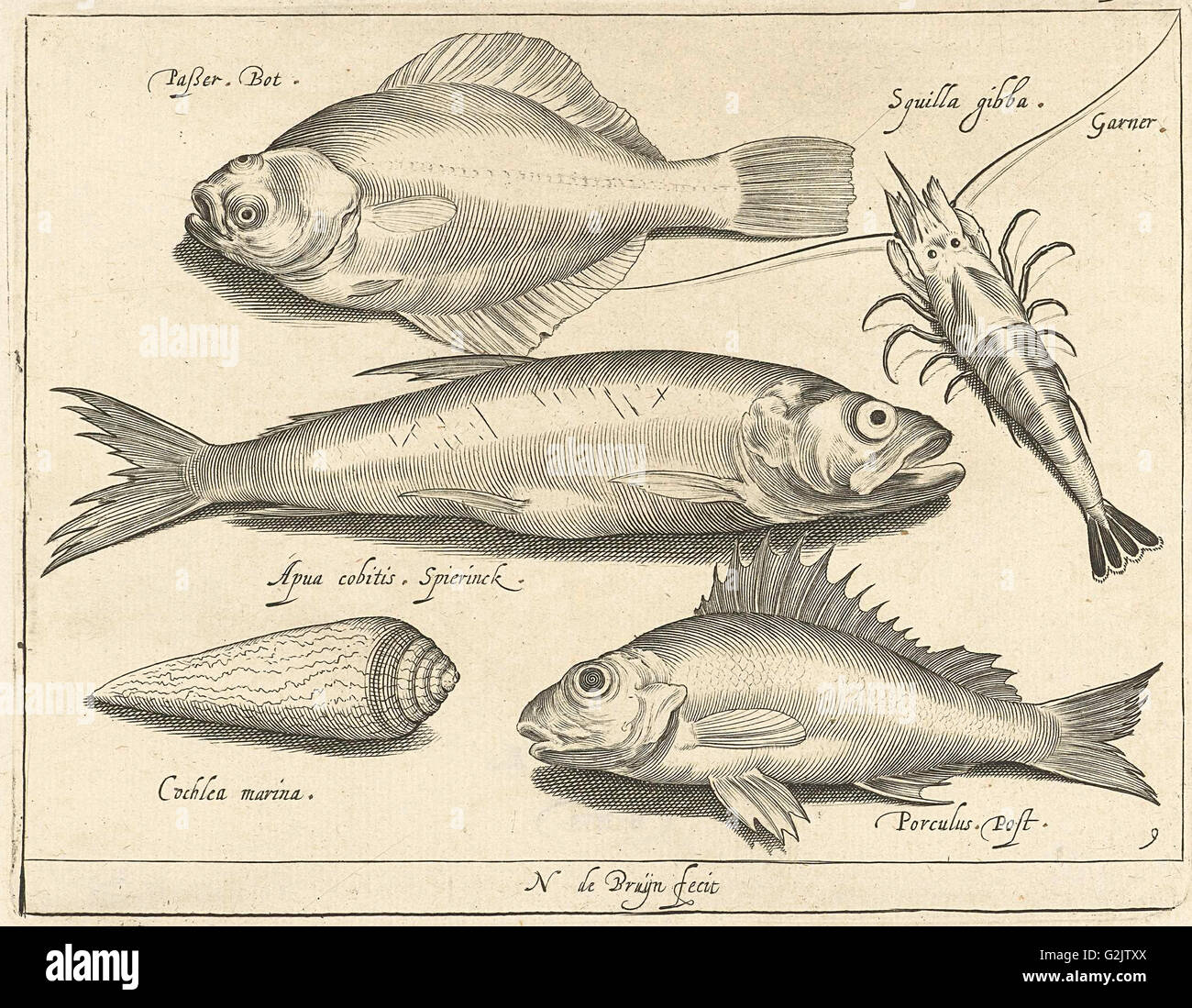 Garnelen und Aal, Nicolaes de Bruyn, 1581-1656 Stockfoto