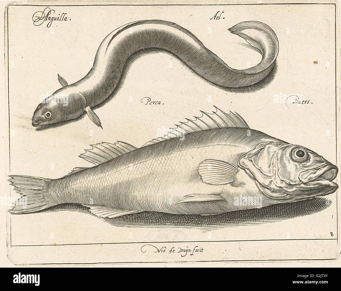 Aal und Bass, Nicolaes de Bruyn, 1581-1656 Stockfoto