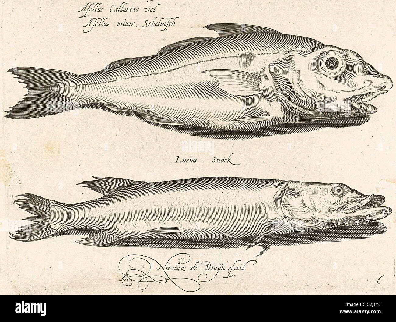Schellfisch und Hecht, Nicolaes de Bruyn, 1581-1656 Stockfoto