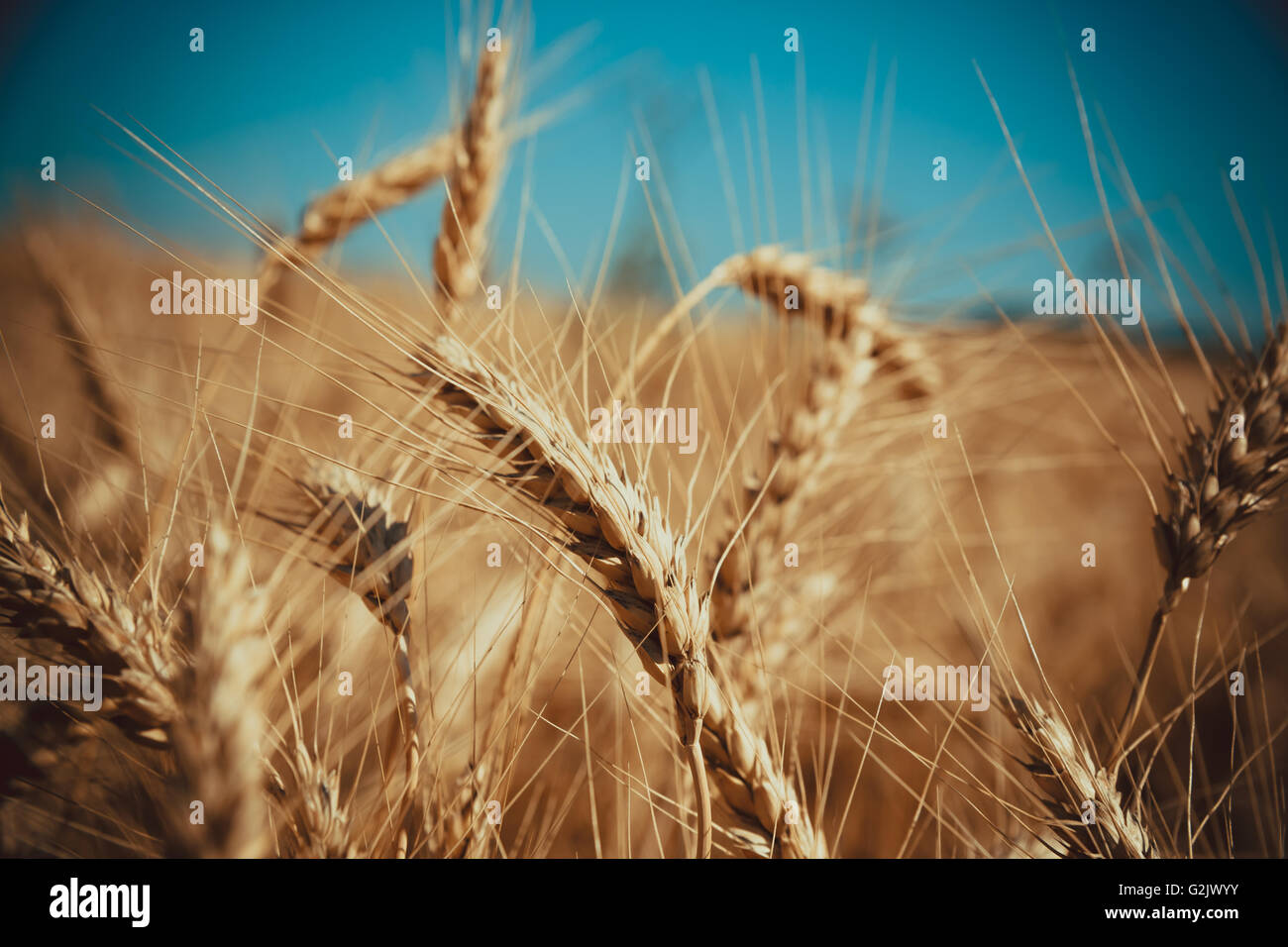 Gold Weizenfeld und blauer Himmel Stockfoto