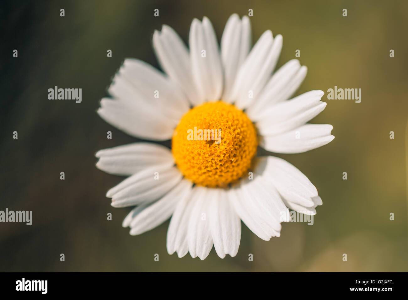 Nahaufnahme von einer schönen gelben und weißen Marguerite Daisy Blume Stockfoto