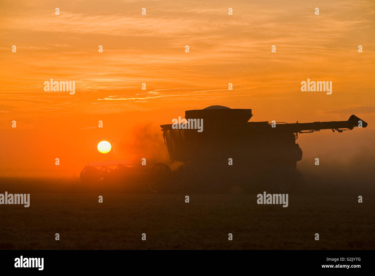 ein Mähdrescher funktioniert im Bereich der gelben Feld Erbsen in der Nähe von Winnipeg, Manitoba, Kanada Stockfoto