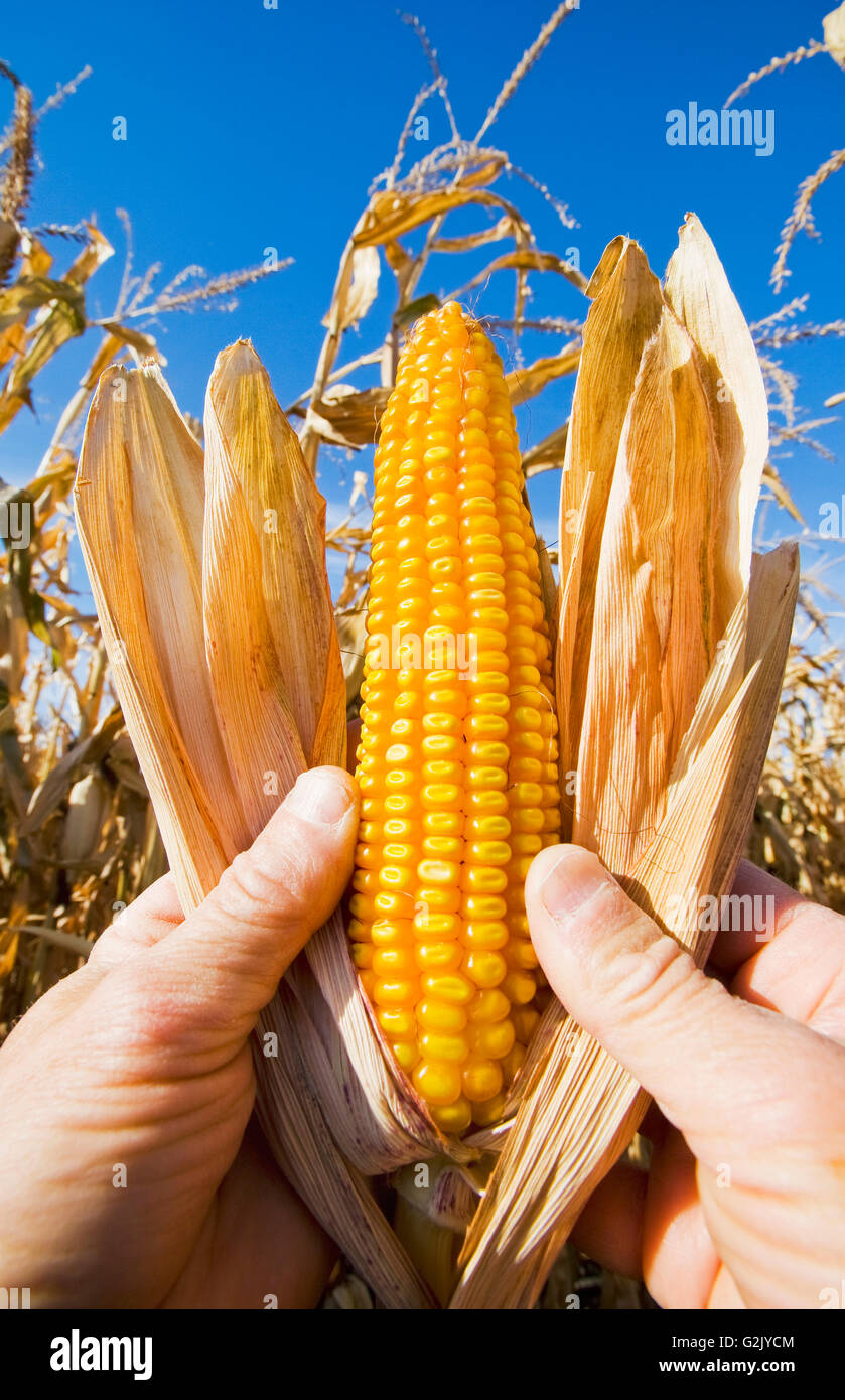 Nahaufnahme der Futtermittel/Getreide Mais, in der Nähe von Carey, Manitoba, Kanada Stockfoto