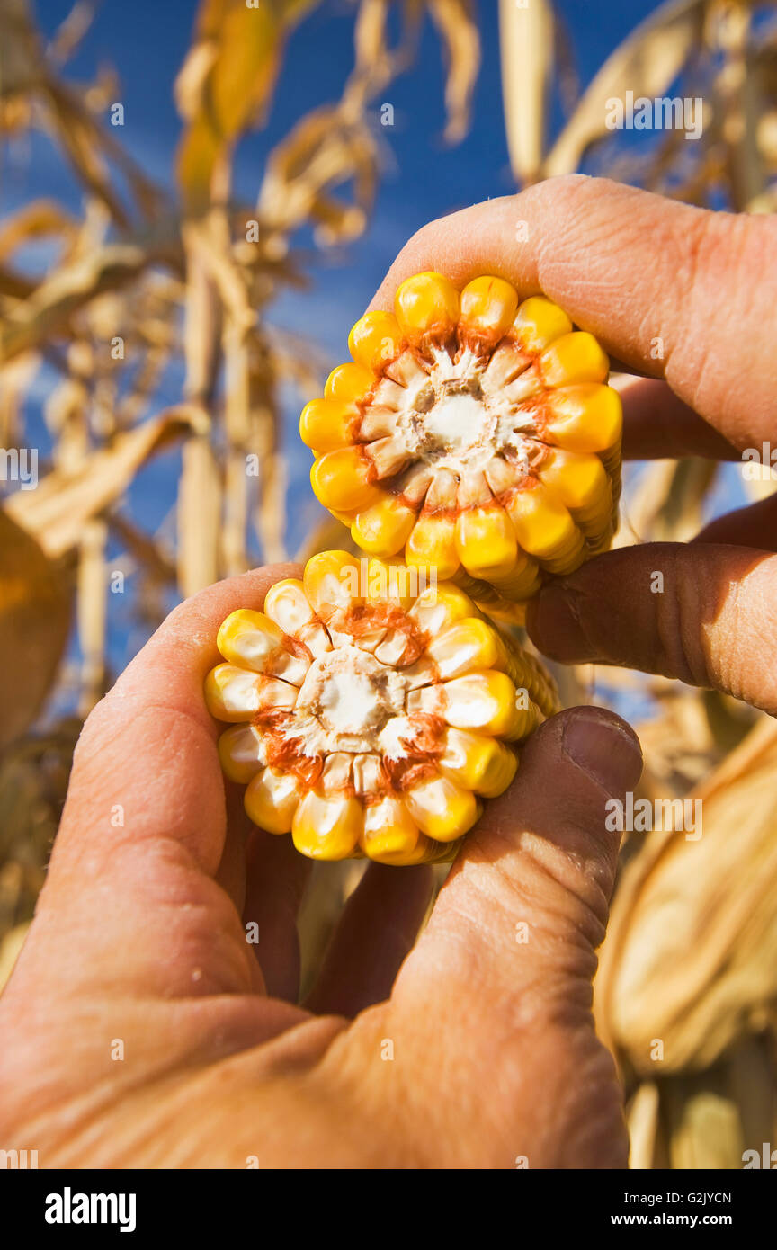 Nahaufnahme der Futtermittel/Getreide Mais, in der Nähe von Carey, Manitoba, Kanada Stockfoto