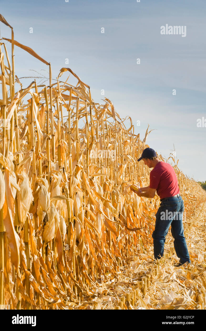 ein Landwirt untersucht Futtermittel/Getreide Mais während der Ernte in der Nähe von Niverville, Manitoba, Kanada Stockfoto