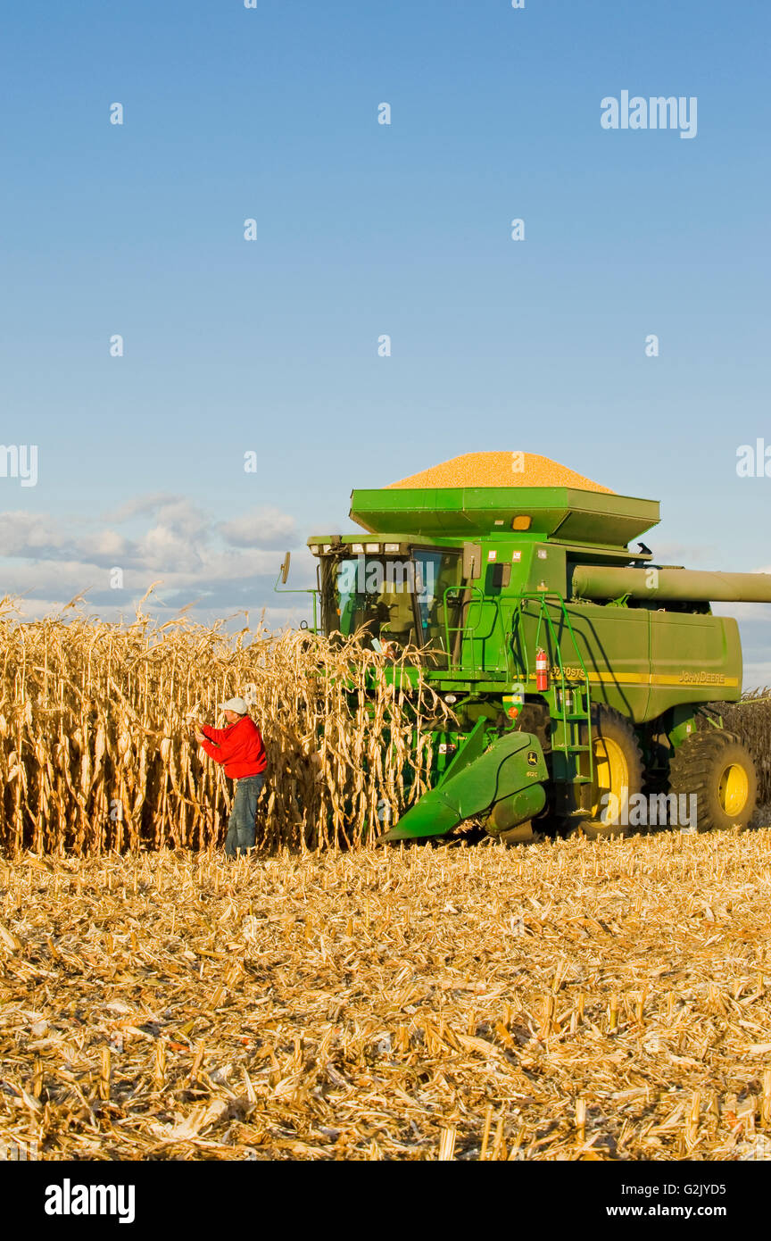 ein Mann untersucht Mais neben einem Mähdrescher gefüllt mit Ernteguts in der Nähe von Niverville, Manitoba, Kanada Stockfoto