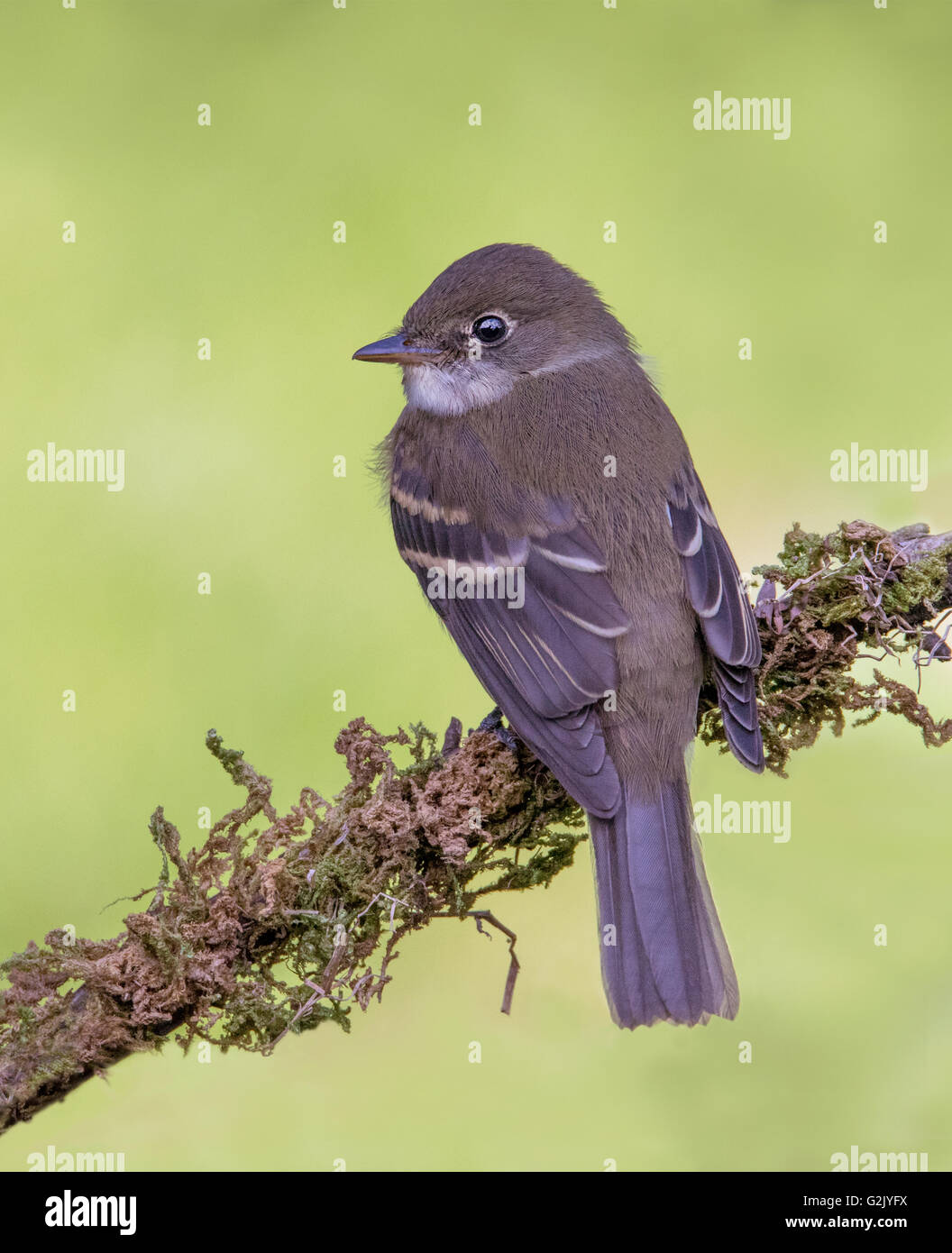 Die wenigsten Flycatcher (Empidonax ZIP) (auch genannt Chebec oder Chebecker nach Klang es macht) eine kleine insektenfressende Vögel. Stockfoto