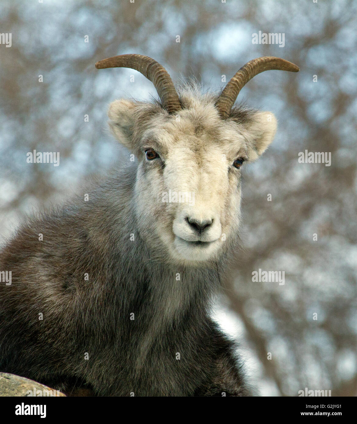 Die Bergziege (Oreamnos Americanus), auch bekannt als Rocky Mountain Goat ist eine große Hufen Säugetier endemisch in Nordamerika. Stockfoto