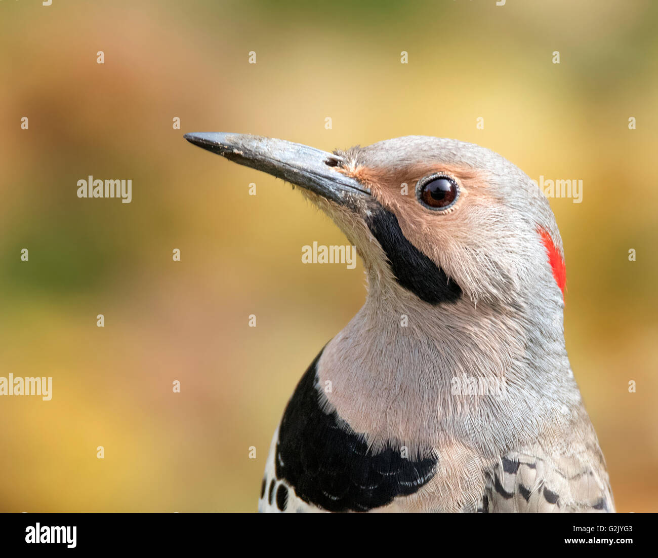 Die nördliche Flackern (Colaptes Auratus) ist Mitglied KMU der Familie Specht. Stockfoto