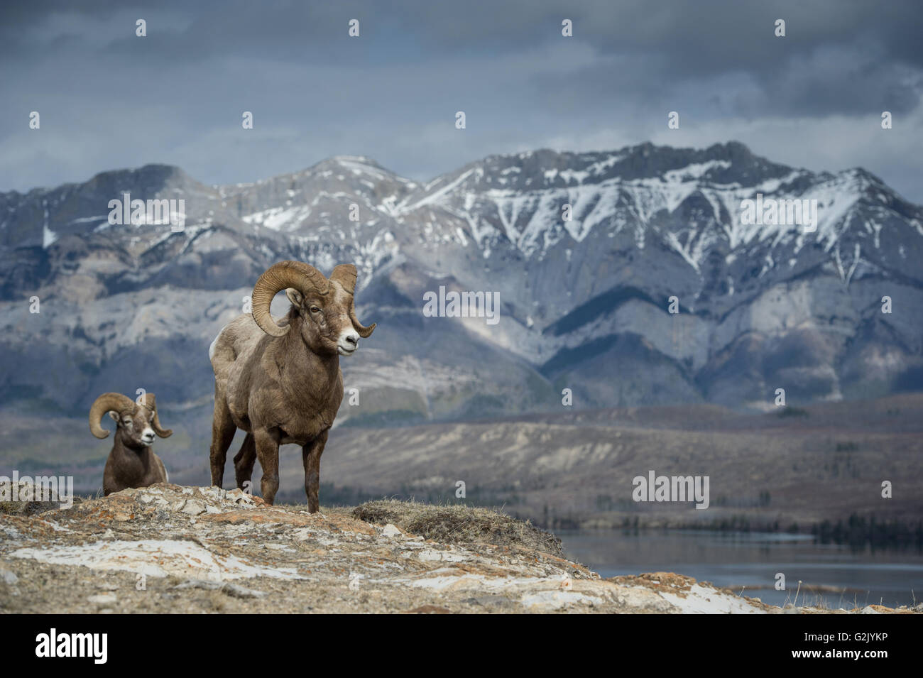 Männlich, Ram, Dickhornschaf, Ovis Canadensis, Rocky Mountains, Alberta, Kanada Stockfoto