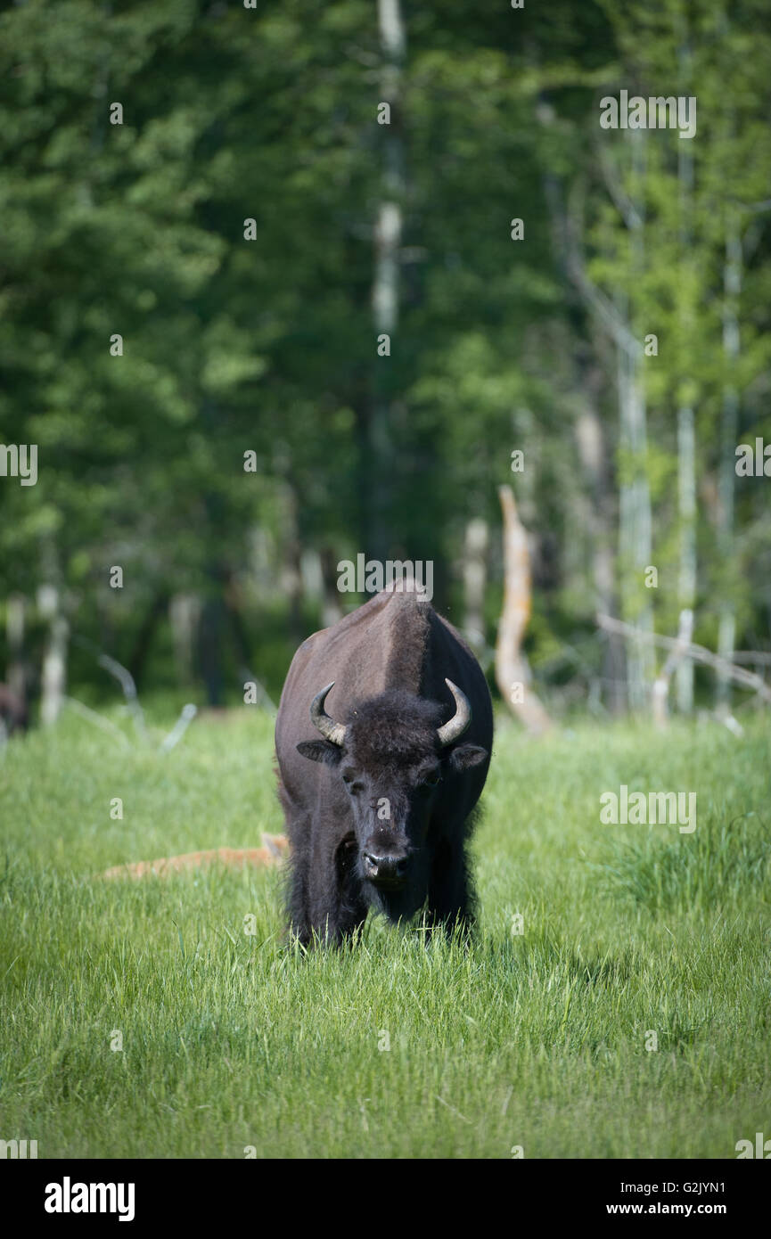 Bison Bison, Bisons, Alberta, Kanada Stockfoto