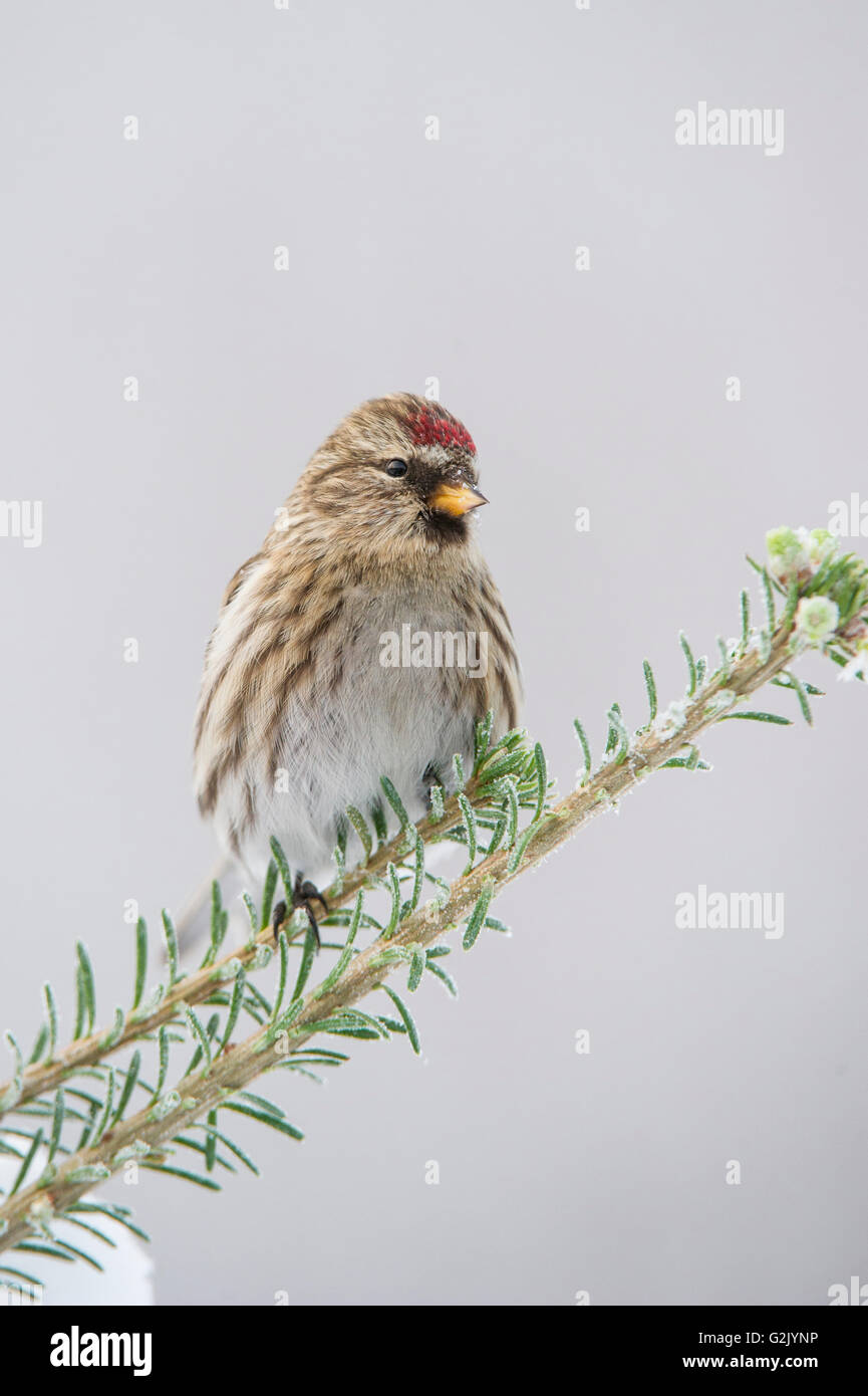 Acanthis Flammea, Common Redpoll, Britisch-Kolumbien, Kanada Stockfoto