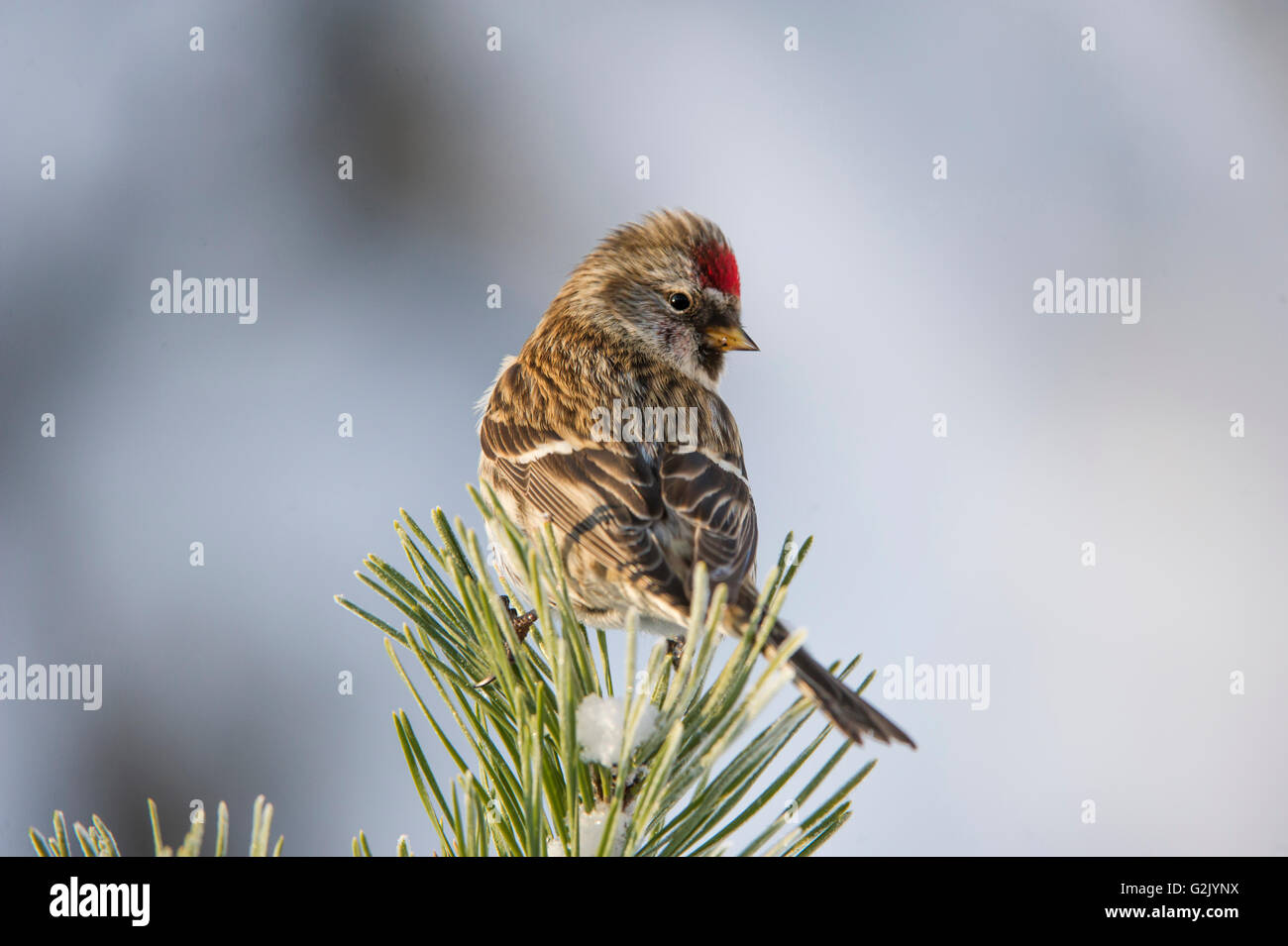 Acanthis Flammea, Common Redpoll, Britisch-Kolumbien, Kanada Stockfoto