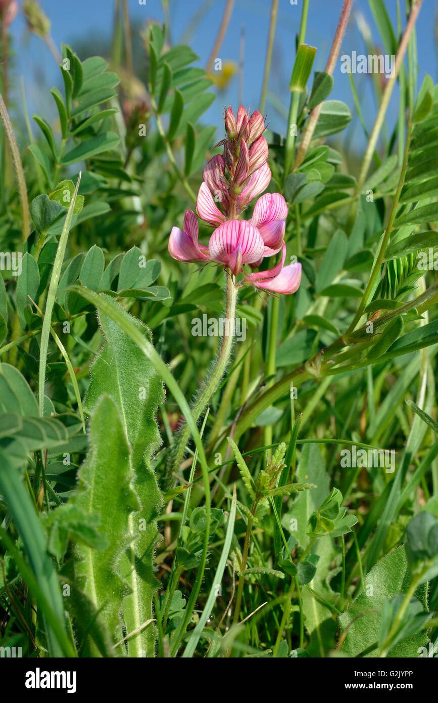 Esparsette Blüte & Blätter - Onobrychis viciifolia Stockfoto