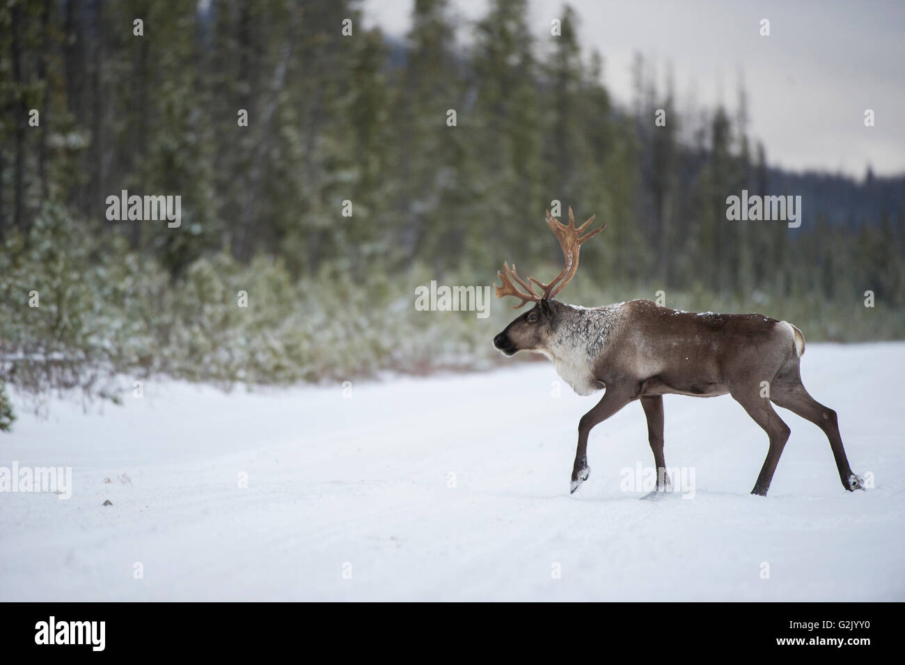 Rangifer Tarandus Caribou, Woodland Caribou, Boreal, British Columbia, Kanada Stockfoto