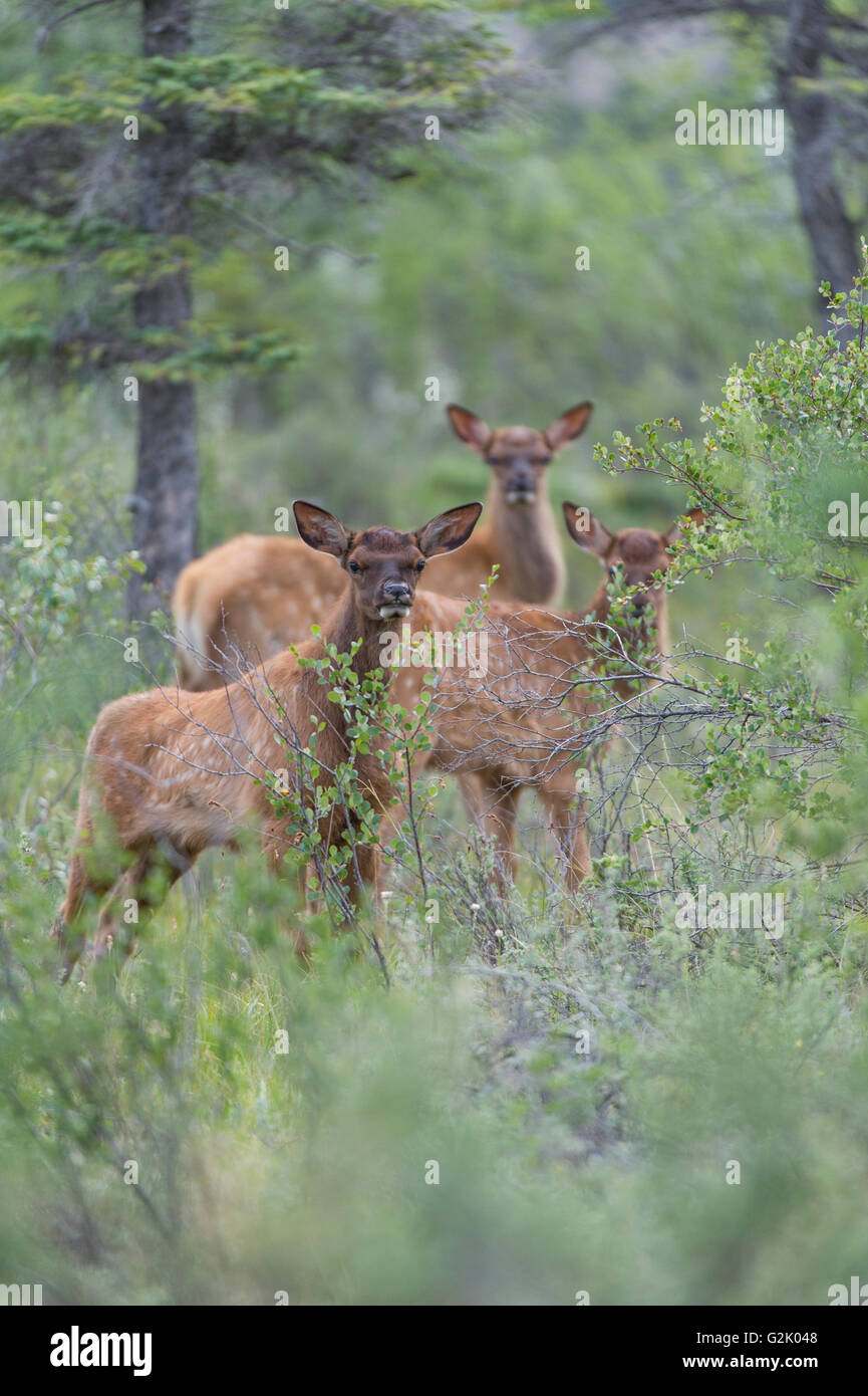 Cervus Canadensis Nelsoni, rocky Mountain Elk, rut, Alberta, Kanada, Kalb Stockfoto