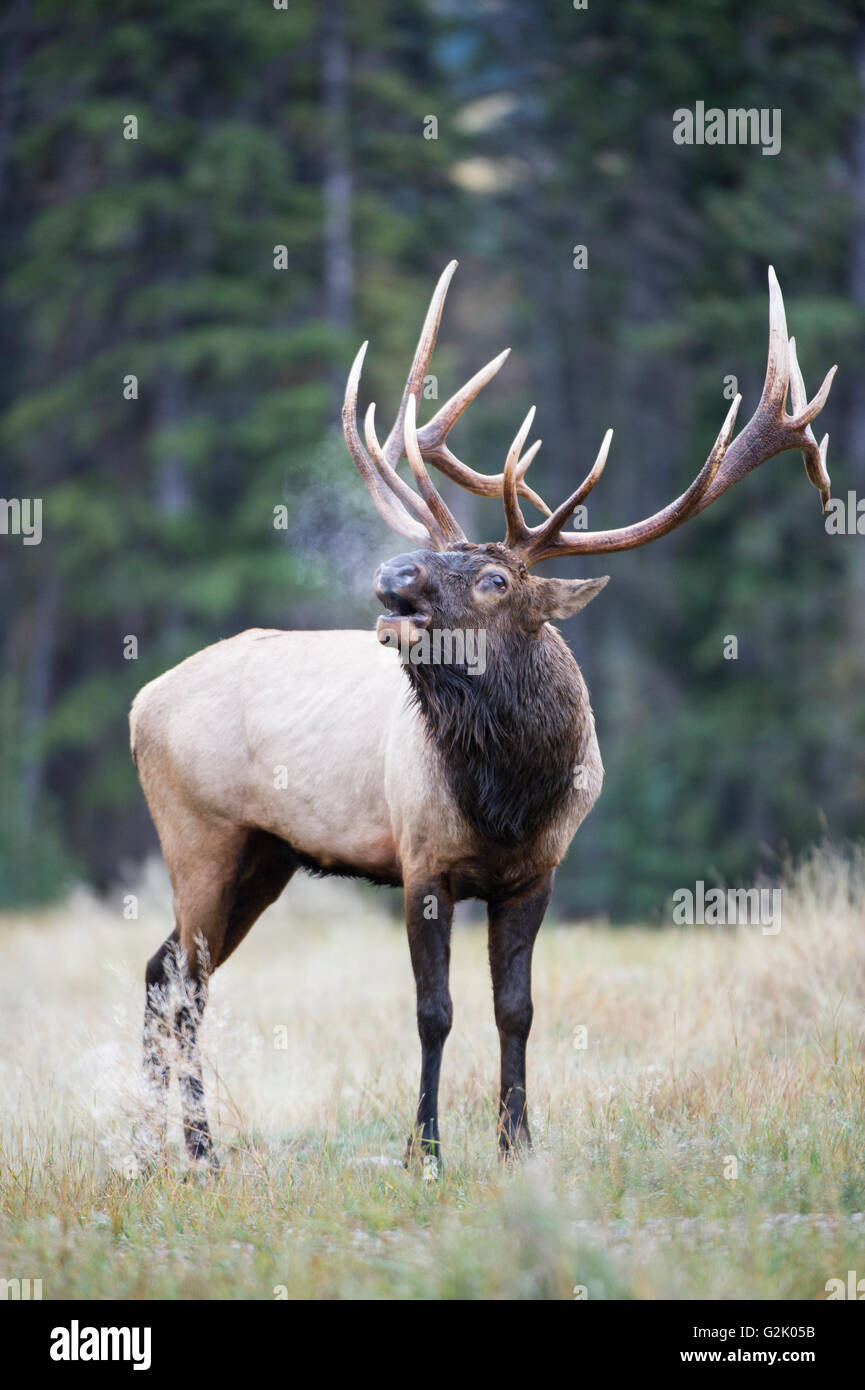 Cervus Canadensis Nelsoni, rocky Mountain Elk, rut, Alberta, Kanada, Bull, Signalhorn Stockfoto