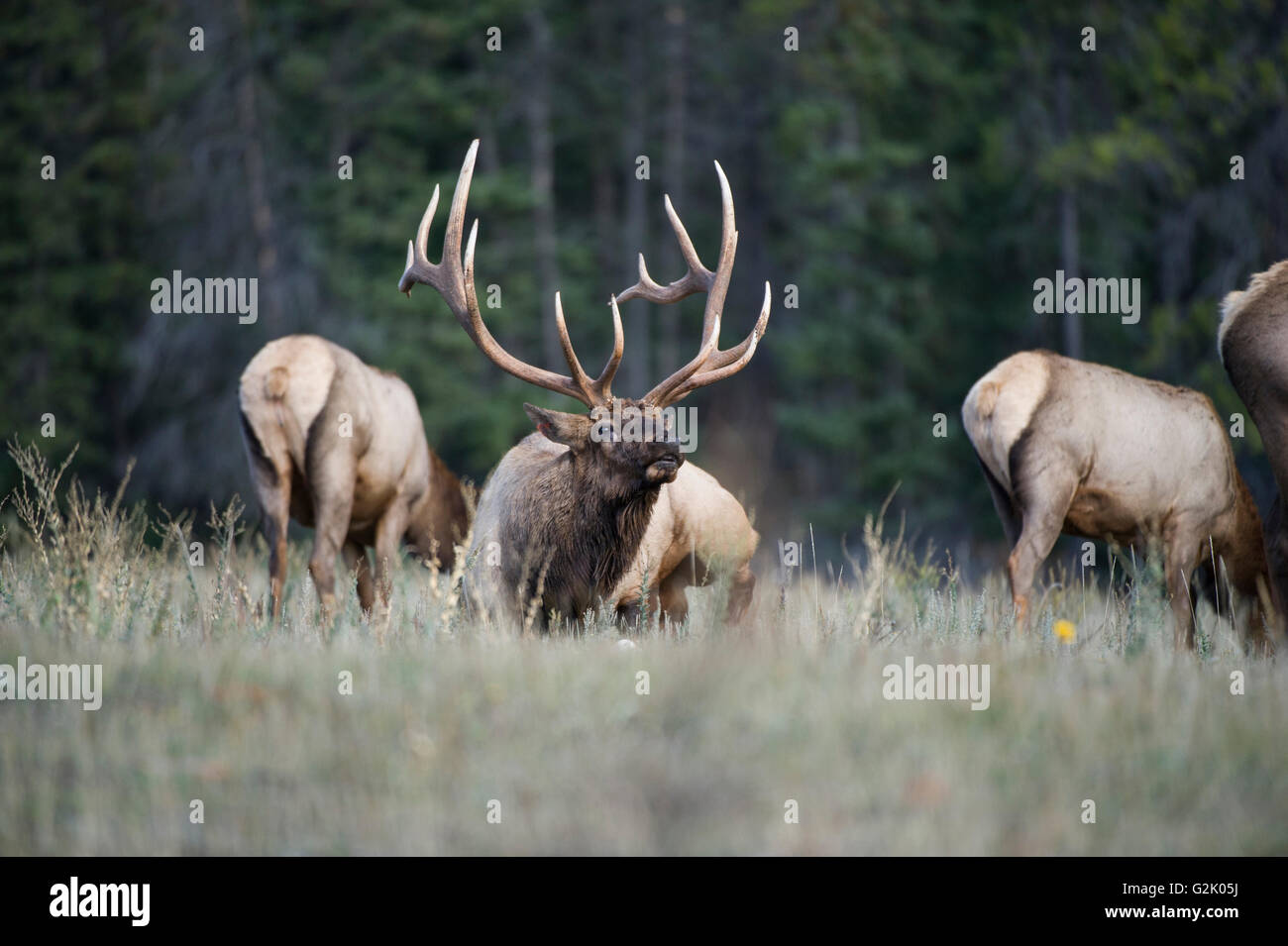 Cervus Canadensis Nelsoni, rocky Mountain Elk, rut, Alberta, Kanada, Männlich, Stier mit Kühen Stockfoto
