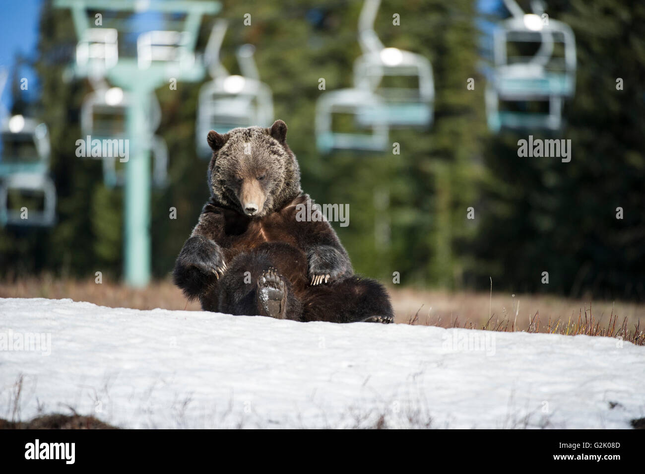 Ursus Arctos Horribilis, Grizzly bear, Rocky Mountains, Alberta, Kanada Stockfoto