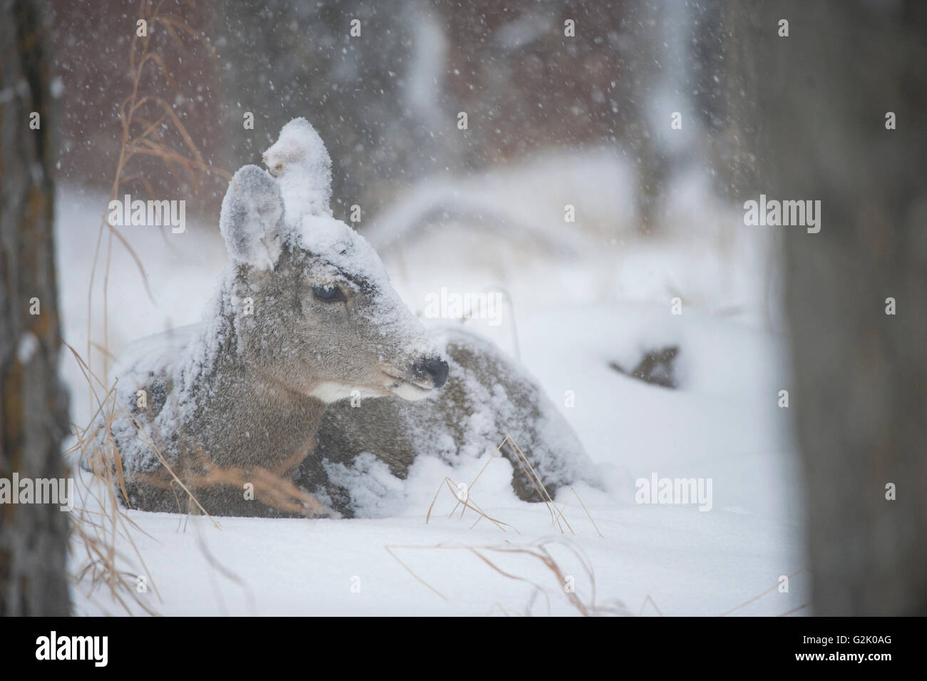 Odocoileus Hemionus, Maultierhirsche, Doe, Weiblich, Alberta, Kanada Stockfoto