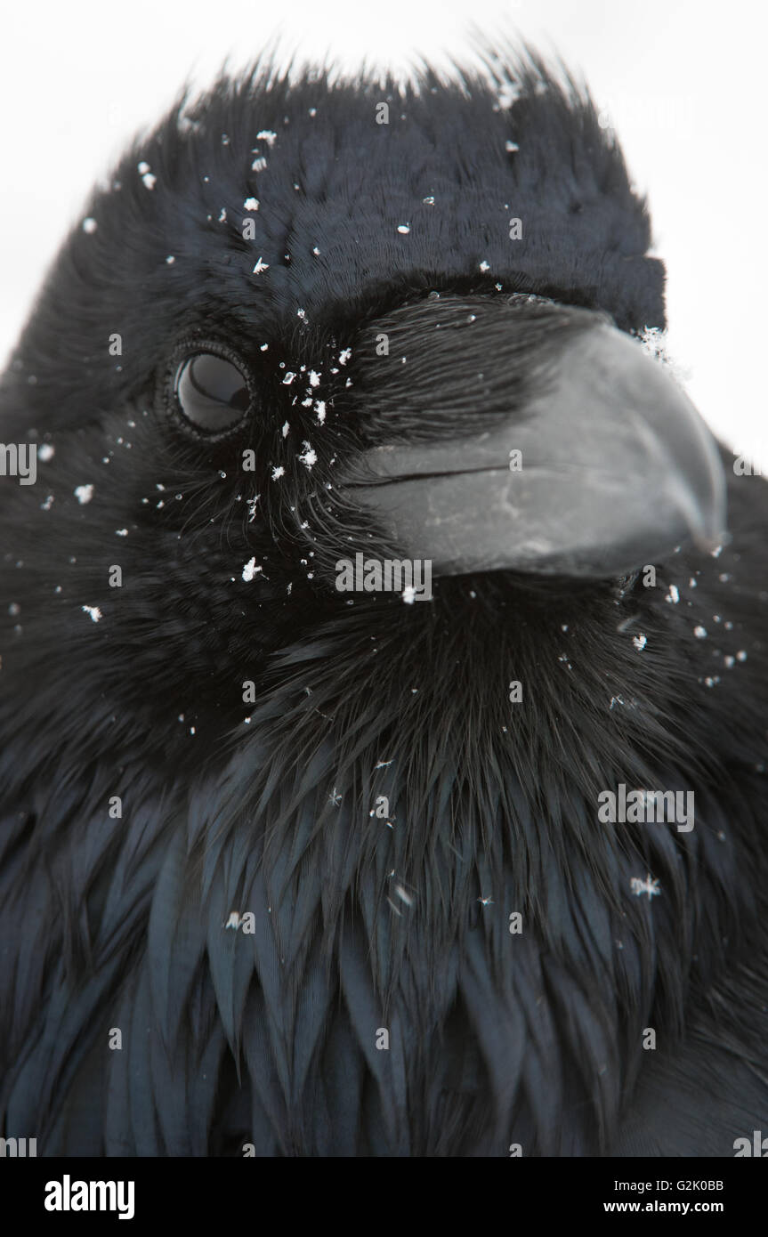 Corvus Corax, Kolkrabe, Rocky Mountains, Alberta, Kanada, schneit Stockfoto