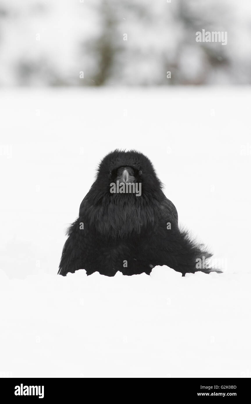 Corvus Corax, Kolkrabe, Rocky Mountains, Alberta, Kanada, schneit Stockfoto