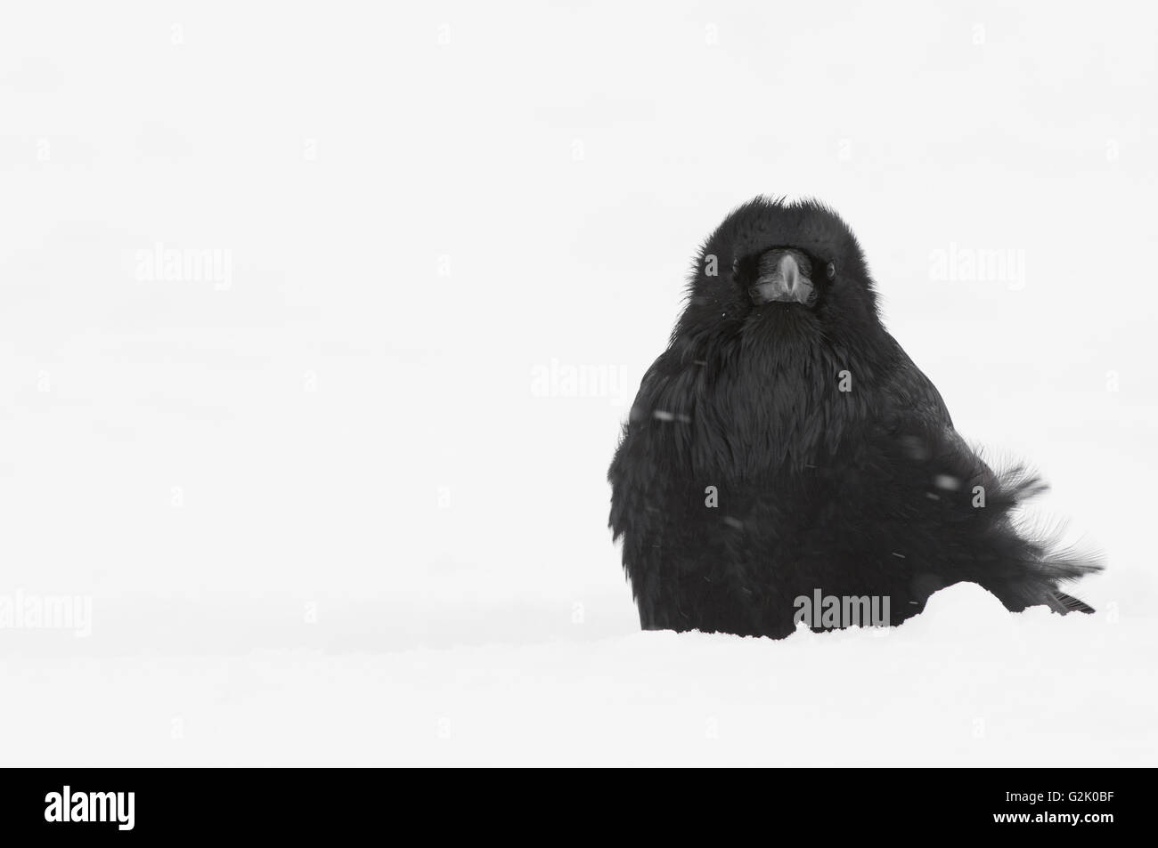 Corvus Corax, Kolkrabe, Rocky Mountains, Alberta, Kanada, schneit Stockfoto