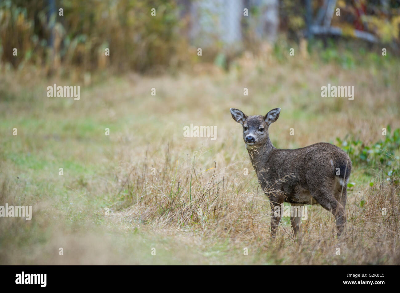 Odocoileus Hemionus Sitkensis, Sitka Blacktail, Regenwald, Haida Gwaii, British Columbia, Kanada Stockfoto