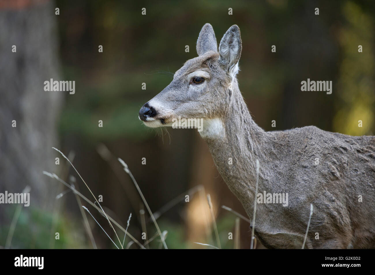 Weißwedelhirsch, Hirsch, Odocoileus Virginianus, Doe, Weiblich, felsigen Bergen, Idaho, USA, Stockfoto