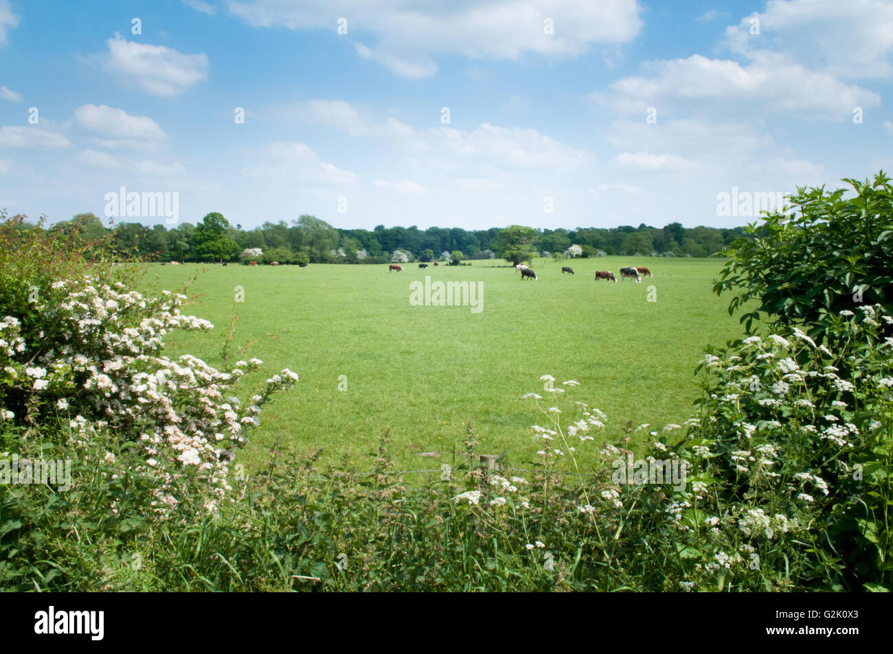 Grasende Kühe auf der Weide an einem Sommertag Stockfoto