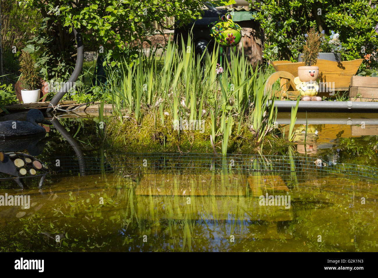 Naturgarten mit Teich im Sommer, Europäische Weiße Seerose (Nymphaea Alba), Blutweiderich (Lythrum Salicaria) Stockfoto