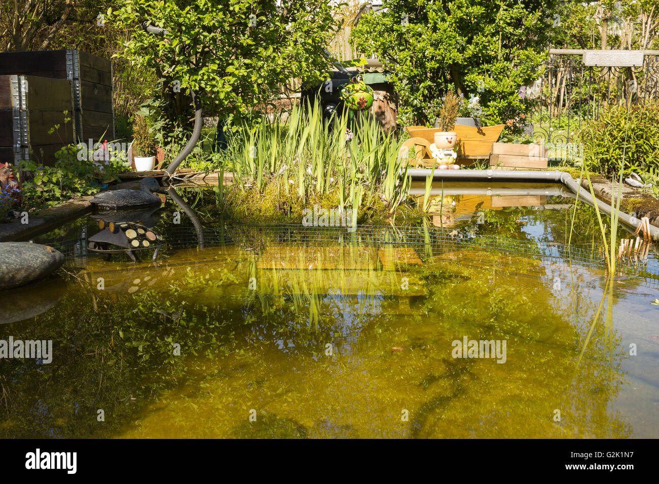 Naturgarten mit Teich im Sommer, Europäische Weiße Seerose (Nymphaea Alba), Blutweiderich (Lythrum Salicaria) Stockfoto