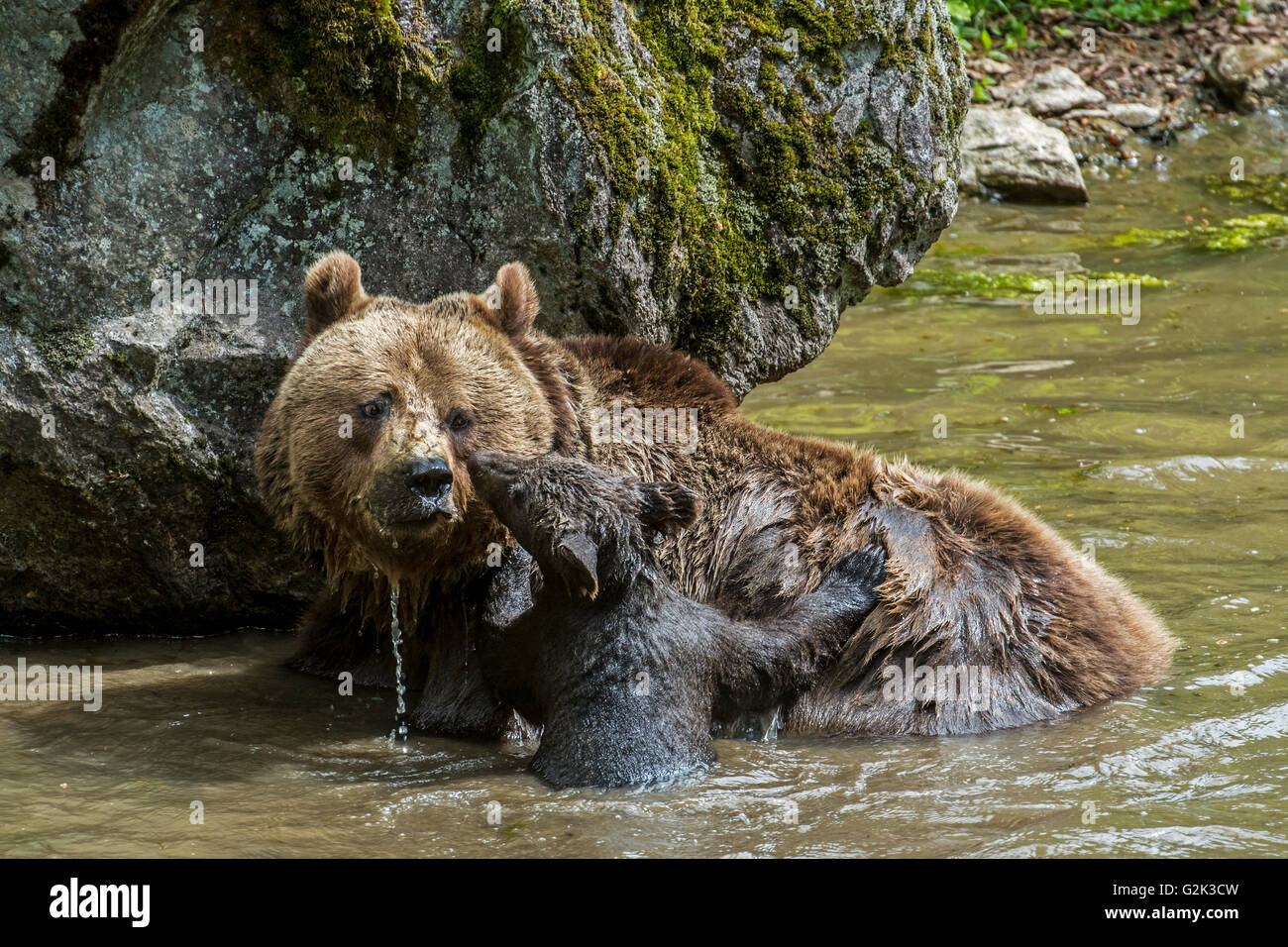 Weibliche Braunbären (Ursus Arctos) spielen mit Cub im Wasser des Teiches im Frühjahr Stockfoto