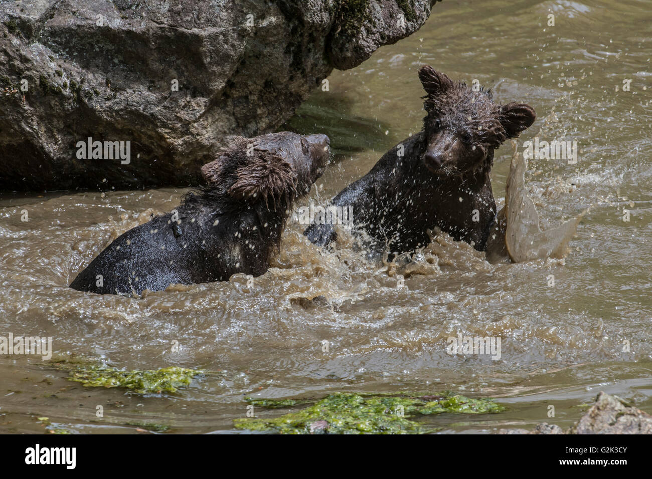 Zwei verspielte Braunbär (Ursus Arctos) jungen Spaß durch Playfighting im Wasser des Teiches im Frühjahr Stockfoto