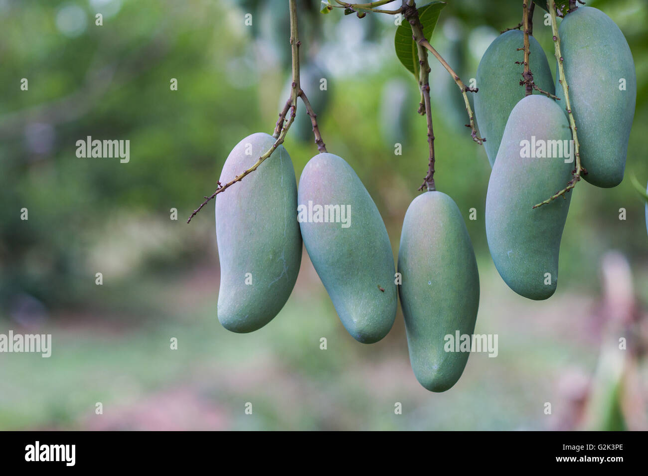 Nahaufnahme von Mangos auf einem Mangobaum. Stockfoto