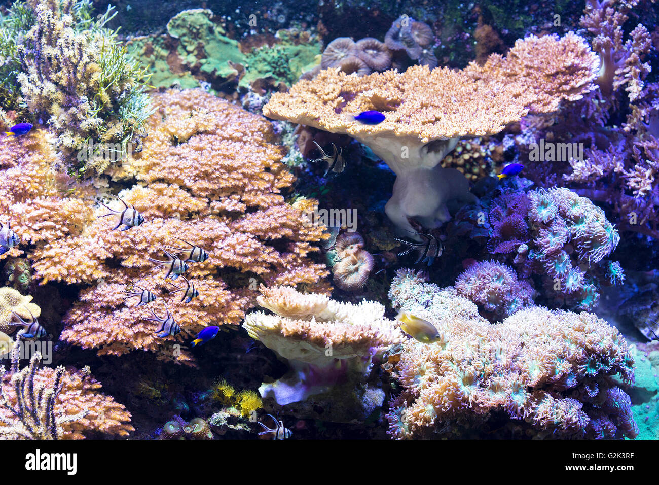 Gruppe von Fischen schwimmen gegen schöne Korallen Stockfoto
