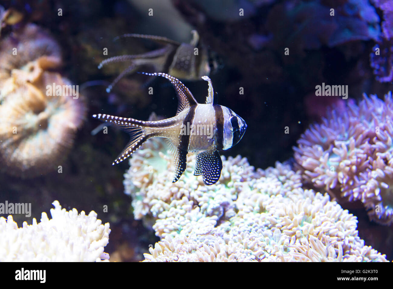 Nahaufnahme von einem tropischen schwarz-weiß Fische schwimmen entlang des Riffs Stockfoto