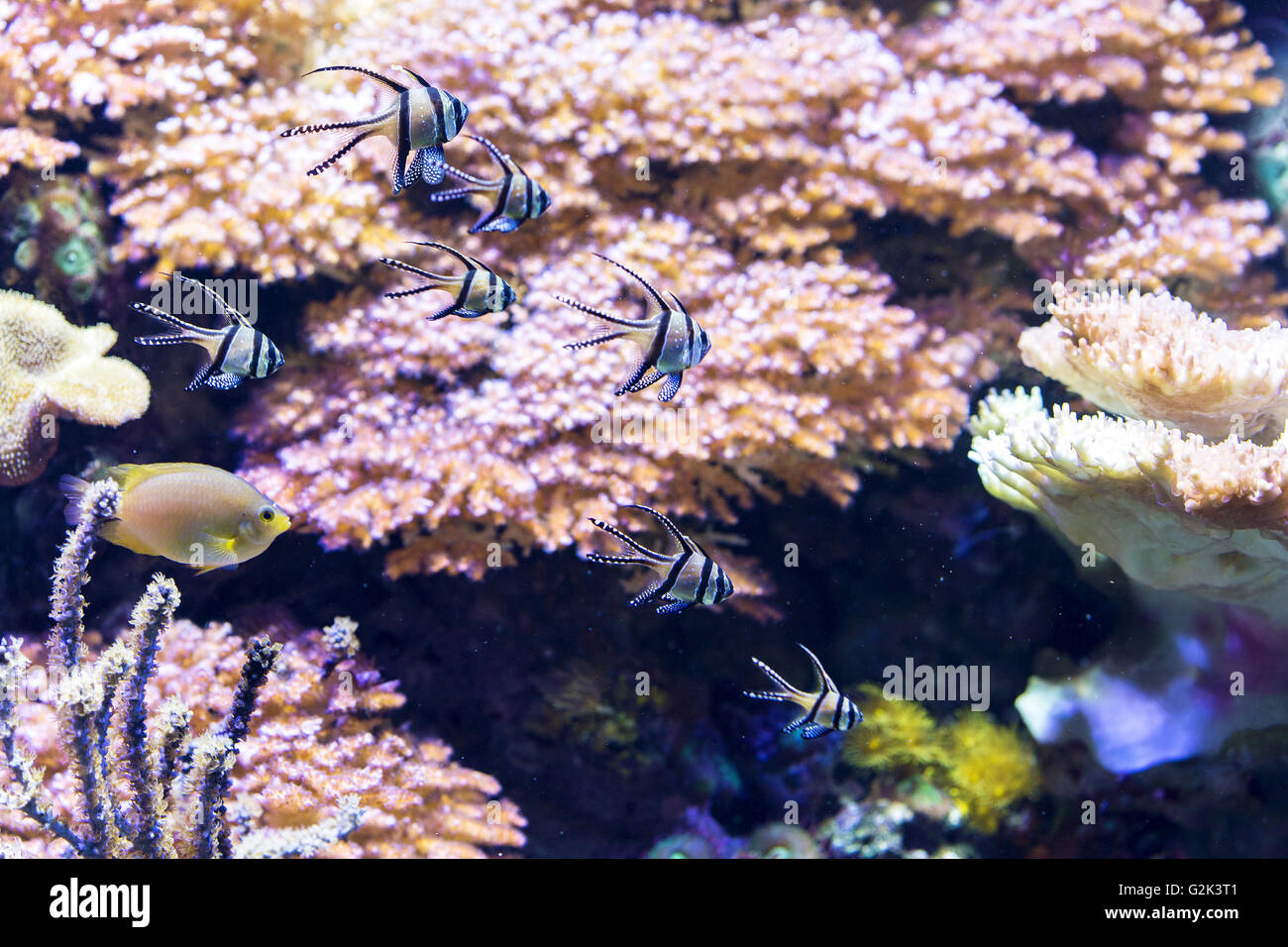 Kleine Fische schwimmen entlang der wunderschönen Korallen Stockfoto