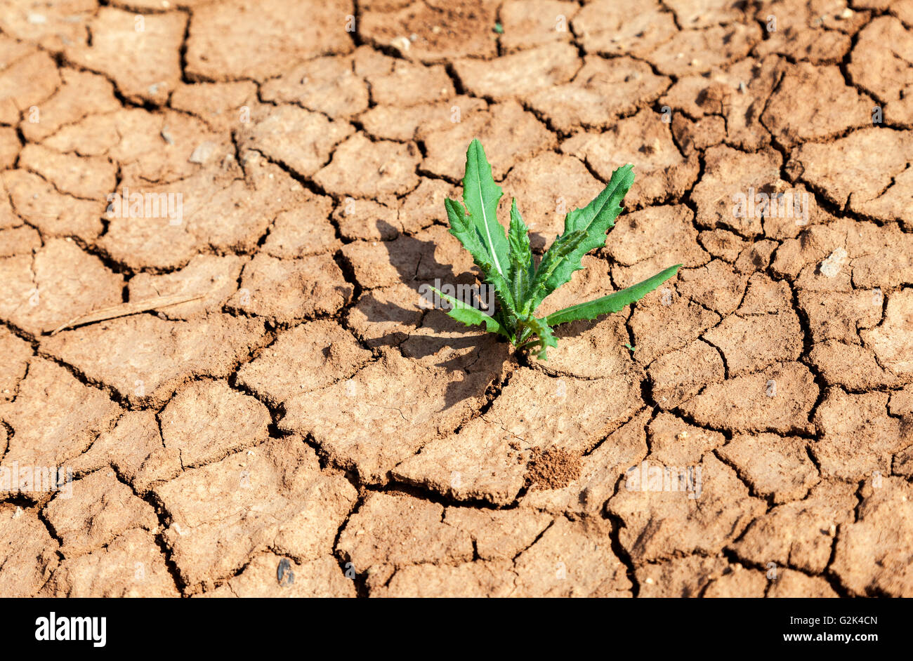 Rissige Erde Gras sprießt schließen sich Stockfoto