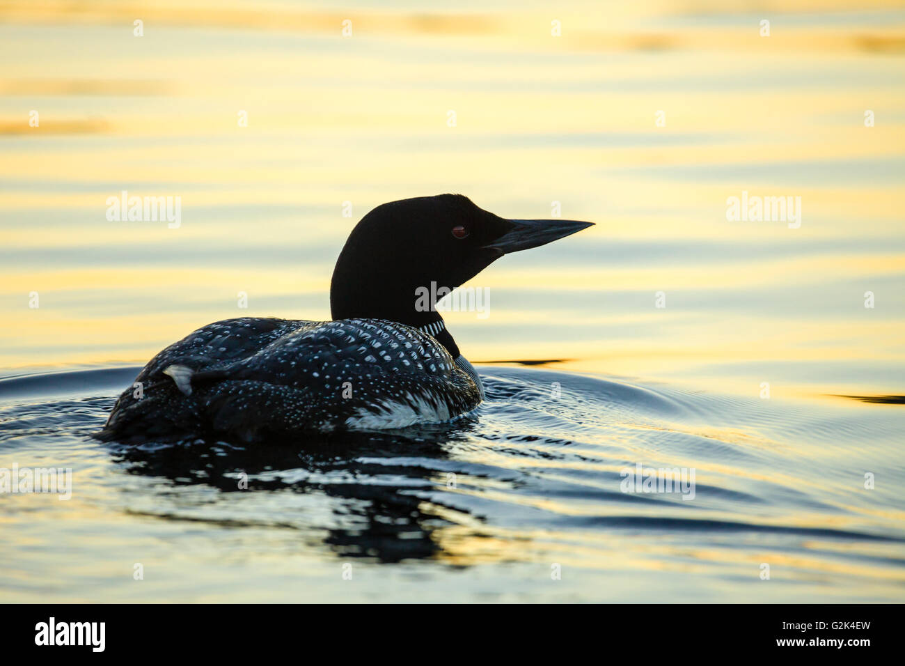 Loon auf Wasser reflektierenden goldenen Sonnenuntergang. Stockfoto