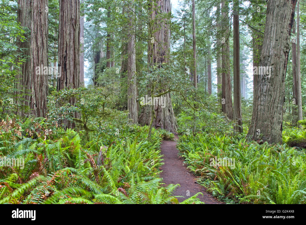 Neblig Redwood Forest trail "Sequoia Sempervirons', Lady Bird Johnson Grove, Redwood National Park. Stockfoto