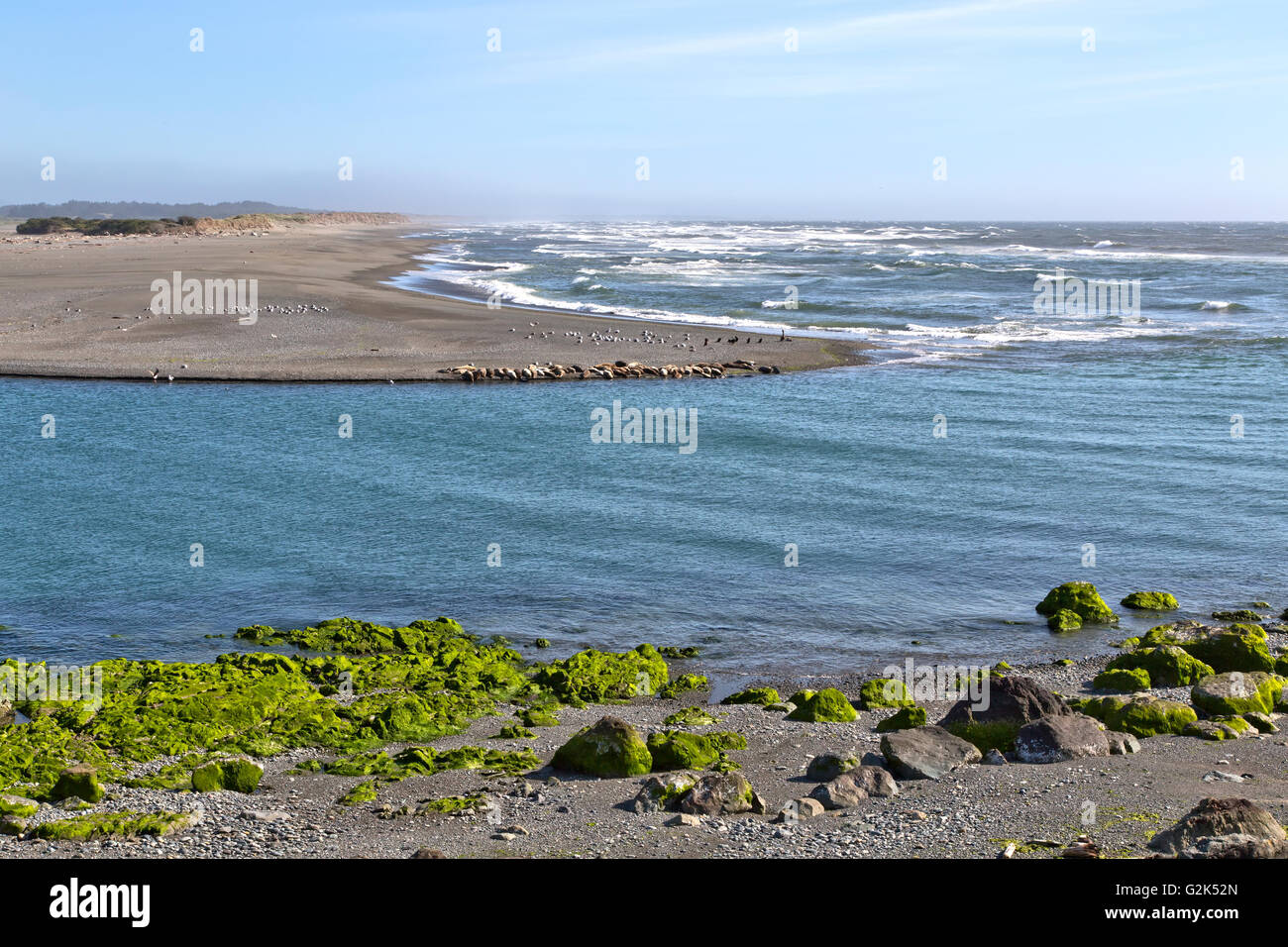 Mündung des Smith River, Pazifik, Seehunde, Seelöwen, Möwen & Doppel-crested Kormorane am Strand ausruhen. Stockfoto