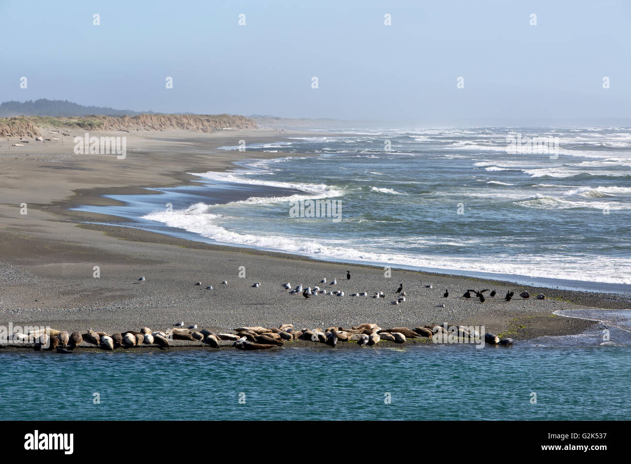 Mündung des Smith River, Pazifik, Seehunde, Seelöwen, Möwen & doppelte erklommene Kormorane am Strand ausruhen. Stockfoto