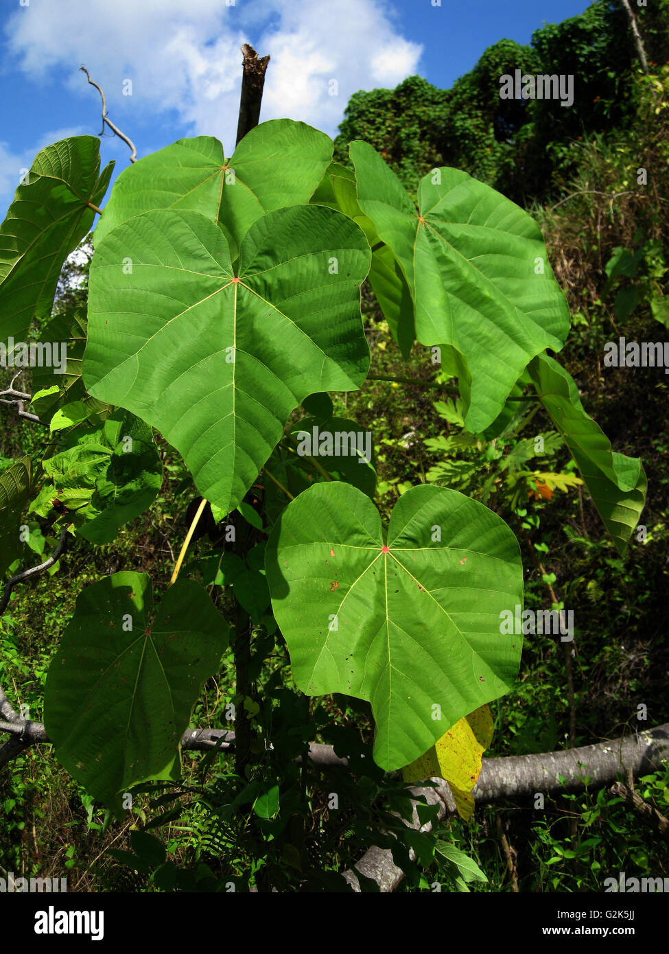 Jamaika, Jamaika, Jamaika Urlaub Stockfoto