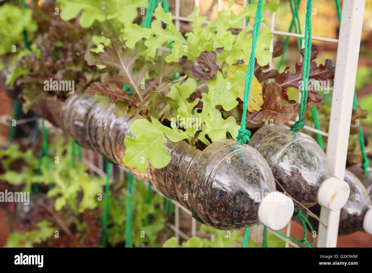 wachsende Salat in gebrauchten Plastikflaschen, Wiederverwendung Recycling-Eco-Konzept, Muskelaufbau Stockfoto