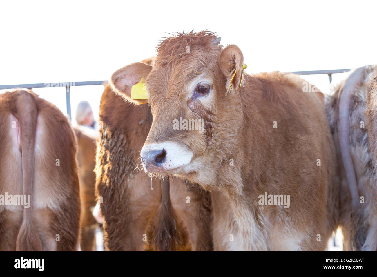 Jungen Kalb, Bos Taurus, zusammen mit seiner Herde in den Zaun Stockfoto